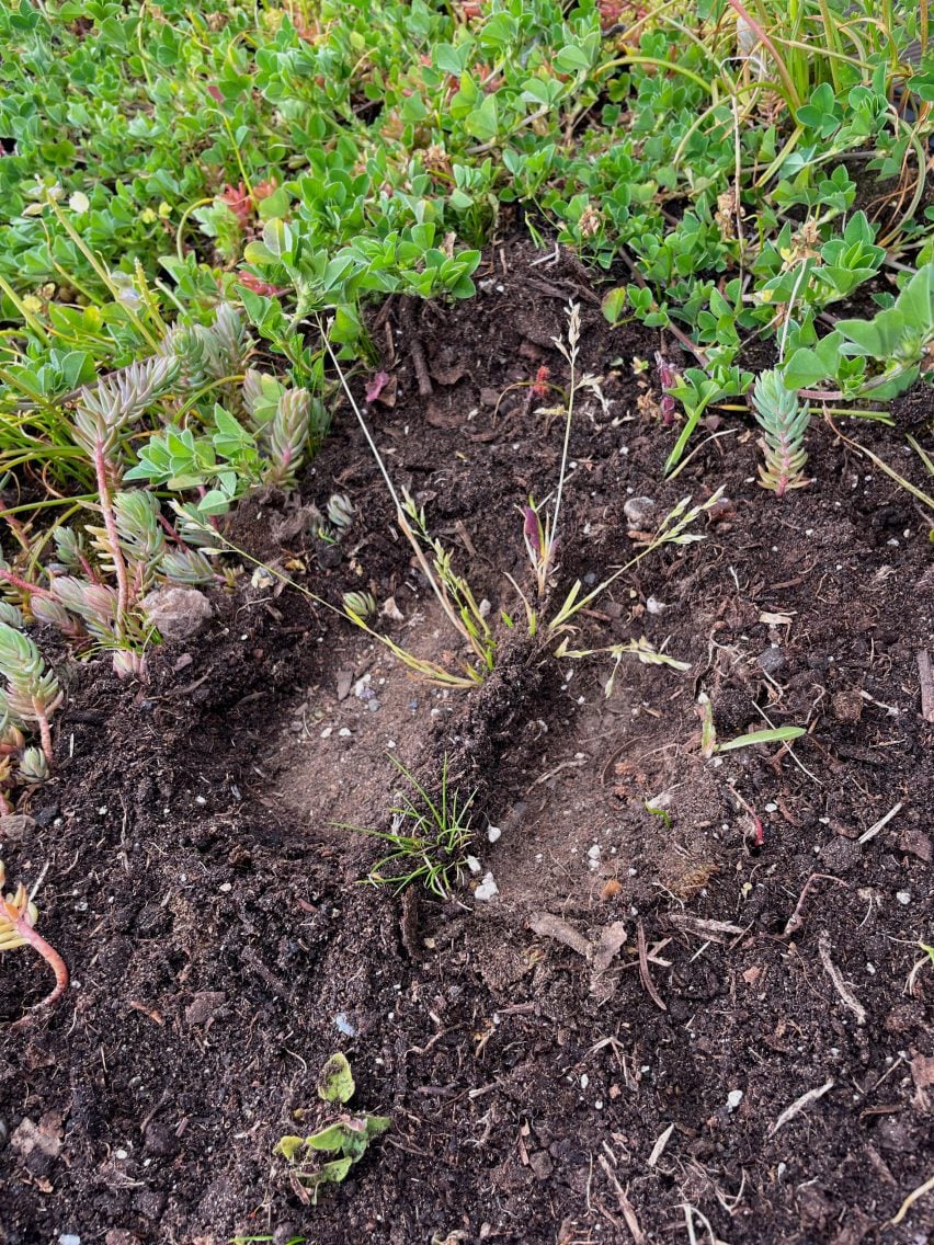 Photo of a bison-like cloven footprint in dirt